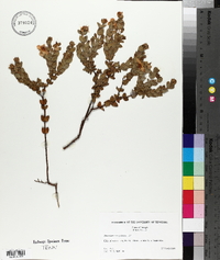 Hypericum tetrapetalum image