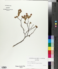 Hypericum tetrapetalum image