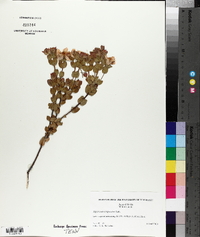 Hypericum tetrapetalum image