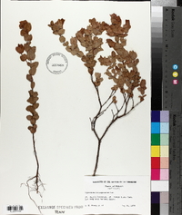 Hypericum tetrapetalum image