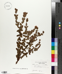 Hypericum tetrapetalum image