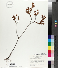 Hypericum tetrapetalum image