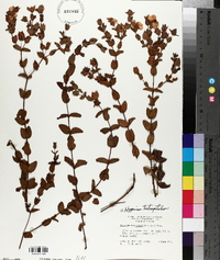 Hypericum tetrapetalum image