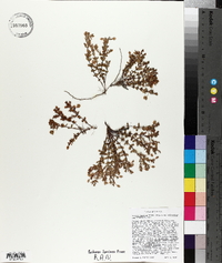 Ascyrum pumilum image