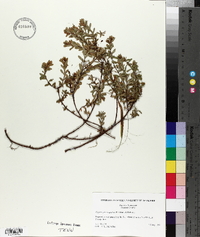 Hypericum stragulum image