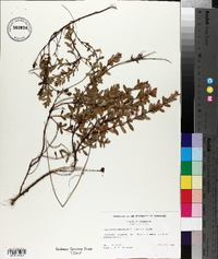 Hypericum stragulum image
