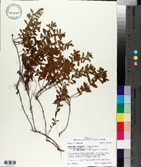 Hypericum stragulum image