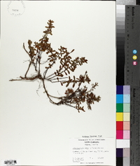 Hypericum stragulum image