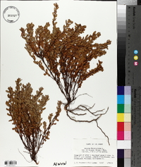 Hypericum hypericoides subsp. multicaule image