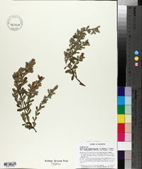 Hypericum hypericoides var. multicaule image