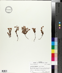 Hypericum stragulum image