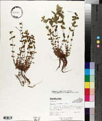 Hypericum stragulum image