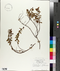 Hypericum stragulum image