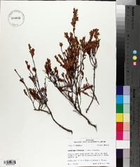 Hypericum stragulum image