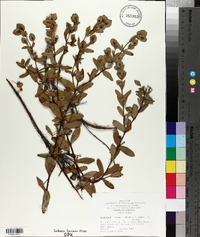 Hypericum stans image