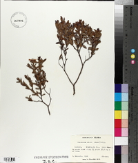 Hypericum stans image