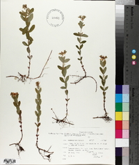 Hypericum ellipticum image