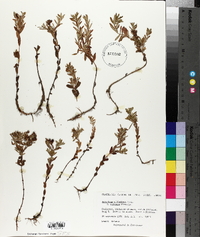 Hypericum ellipticum image