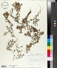 Hypericum boreale image
