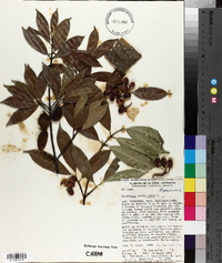 Symphonia globulifera image
