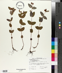 Hypericum virginicum var. fraseri image