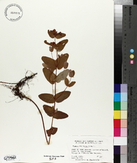 Hypericum virginicum image