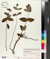 Hypericum virginicum var. fraseri image