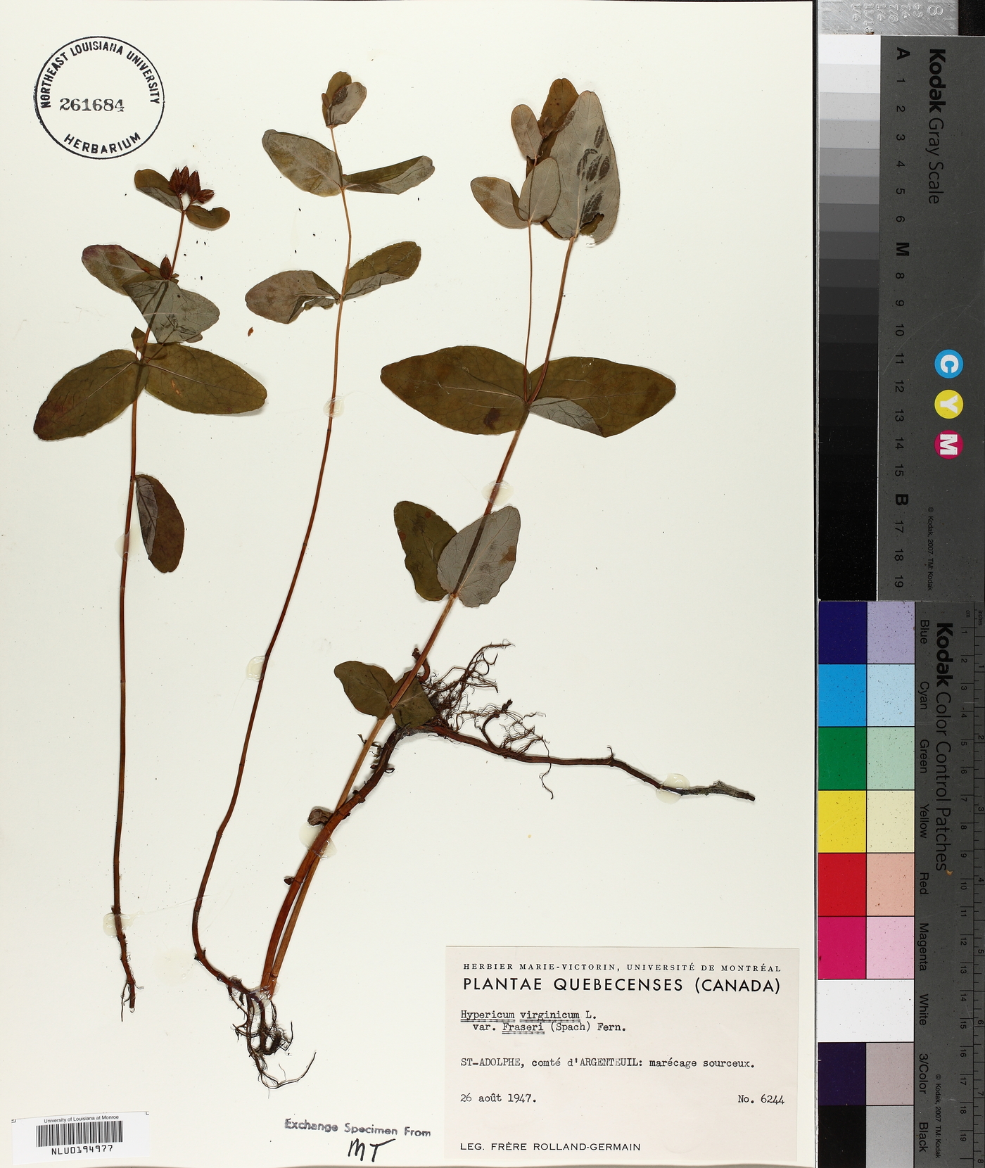Hypericum virginicum var. fraseri image