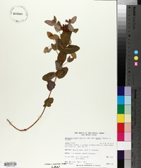 Triadenum virginicum image