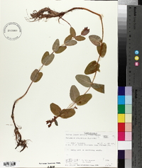 Triadenum virginicum image