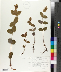 Hypericum virginicum var. fraseri image