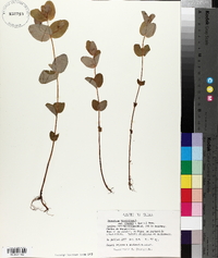 Hypericum virginicum var. fraseri image