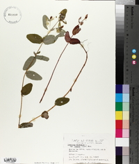 Hypericum virginicum var. fraseri image