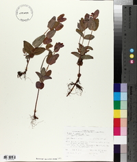 Hypericum virginicum var. fraseri image