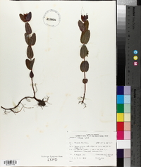 Triadenum fraseri image