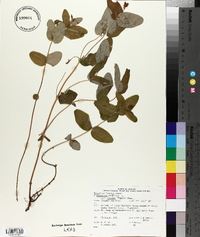 Triadenum fraseri image