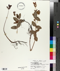 Hypericum virginicum var. fraseri image