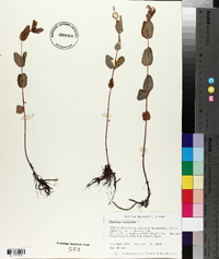 Hypericum virginicum image