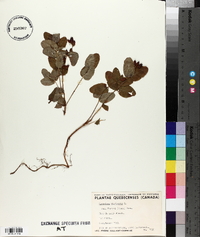 Hypericum virginicum var. fraseri image
