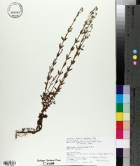 Hypericum philonotis image