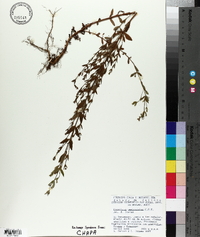 Hypericum philonotis image