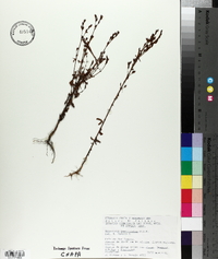 Hypericum philonotis image