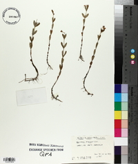 Hypericum ellipticum image
