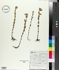 Hypericum ellipticum image