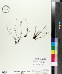 Hypericum canadense image