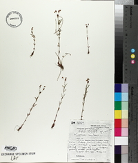 Hypericum canadense image