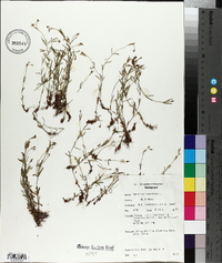 Hypericum canadense image