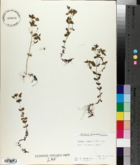 Hypericum boreale image
