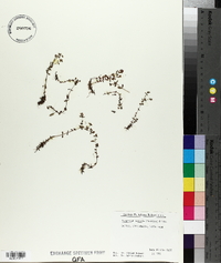 Hypericum boreale image