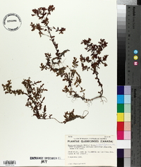 Hypericum boreale image